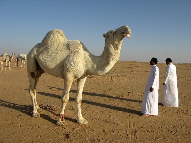 Immersion en Arabie Saoudite et Omra saudi arabia, desert, nature, camel